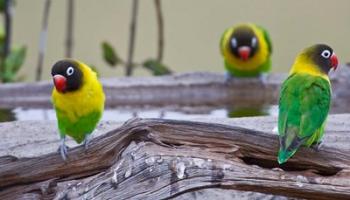 Tanzania. Yellow-collared Lovebirds, Tarangire NP | Obraz na stenu