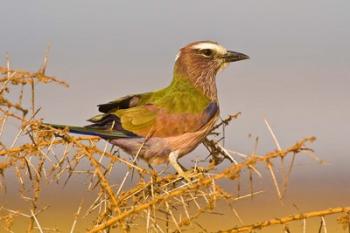 Africa. Tanzania. Rufous-crowned bird, Manyara NP | Obraz na stenu