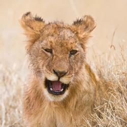 Tanzania. Lion cub after kill in Serengeti NP. | Obraz na stenu