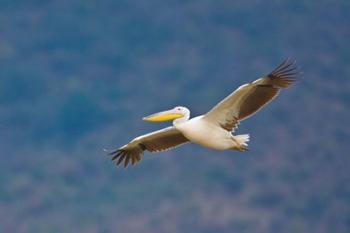 Tanzania. Great White Pelican, bird, Manyara NP | Obraz na stenu