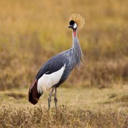 Tanzania, Black Crowned Crane, Ngorongoro Crater | Obraz na stenu