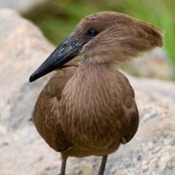 Africa. Tanzania. Hamerkop at Tarangire NP | Obraz na stenu