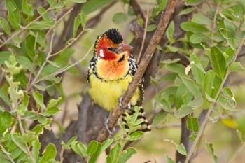 Tanzania. Red and Yellow Barbet, Tarangire NP | Obraz na stenu