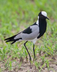 Tanzania. Blacksmith Plover in Tarangire NP. | Obraz na stenu