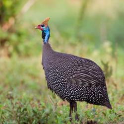 Tanzania. Helmeted Guineafowl at Tarangire NP. | Obraz na stenu