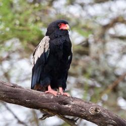 Tanzania. Male Bateleur Eagle at Tarangire NP. | Obraz na stenu