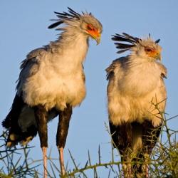 Tanzania. Secretary Birds, Ndutu, Ngorongoro | Obraz na stenu