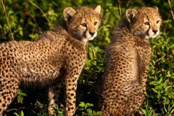 Tanzania, Ndutu, Ngorongoro, Cheetahs | Obraz na stenu