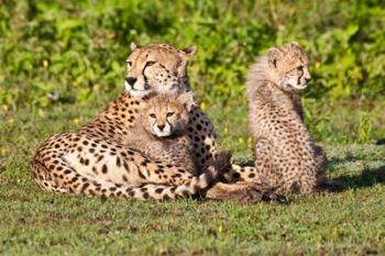 Tanzania, Ngorongoro Conservation, Cheetahs | Obraz na stenu