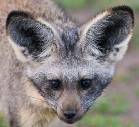 Head of Bat-Eared Fox, Ngorongoro Conservation | Obraz na stenu