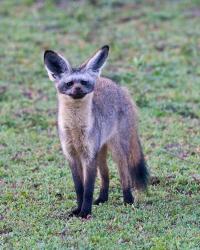 Tanzania. Bat-Eared Fox, Ngorongoro Conservation | Obraz na stenu