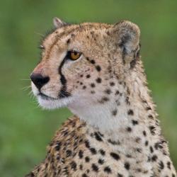 Tanzania, Cheetah, Ndutu, Ngorongoro Area | Obraz na stenu