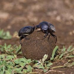 Tanzania, Ndutu, Ngorongoro, Dung Beetle insects | Obraz na stenu