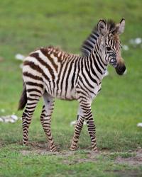 Tanzania, Zebra, Ngorongoro Crater, Conservation | Obraz na stenu