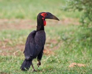 Tanzania, Southern Ground Hornbill bird | Obraz na stenu