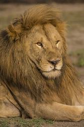 Male African Lion at Ndutu, Serengeti National Park, Tanzania | Obraz na stenu