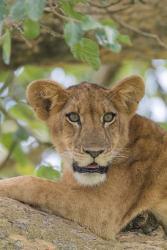 Uganda, Ishasha, Queen Elizabeth National Park Lioness in tTree | Obraz na stenu