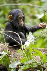 Uganda, Kibale National Park, Infant Chimpanzee | Obraz na stenu