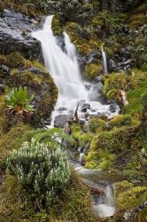 Waterfall at Mount Stanley, Ruwenzori, Uganda | Obraz na stenu