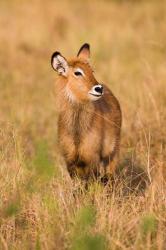 Defassa Waterbuck wildlife, Uganda | Obraz na stenu