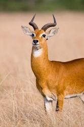 The Ugandan Kob, Queen Elizabeth National Park, Uganda | Obraz na stenu