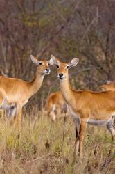 The Ugandan Kob in the Queen Elizabeth National Park Uganda, Africa. | Obraz na stenu