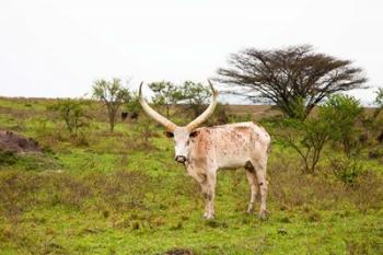 White Ankole-Watusi cattle. Mbarara, Ankole, Uganda. | Obraz na stenu