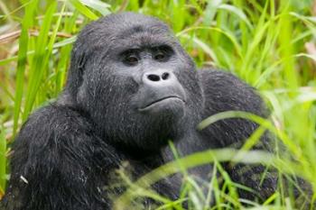 Mountain Gorilla in Rainforest, Bwindi Impenetrable National Park, Uganda | Obraz na stenu