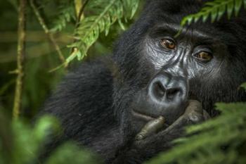 Mountain Gorilla, Bwindi Impenetrable Forest, Uganda | Obraz na stenu