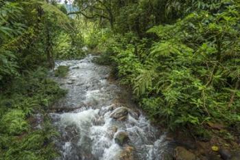 Bwindi Impenetrable Fores,t Uganda | Obraz na stenu