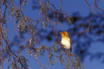 Red-billed Quelea, Zimbabwe | Obraz na stenu