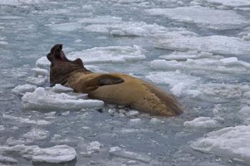 South Georgia Island, Bull elephant seal | Obraz na stenu