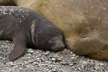 South Georgia Island, Salisbury Plain, Elephant seals | Obraz na stenu