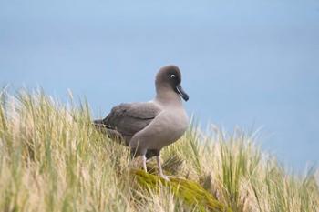 Light-mantled sooty albatross bird, Gold Harbor | Obraz na stenu