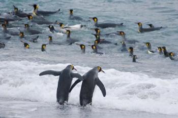 King Penguin, Gold Harbor, South Georgia, Antarctica | Obraz na stenu