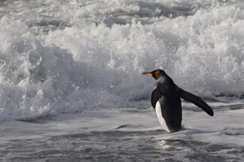 King Penguin in the surf, Antarctica | Obraz na stenu