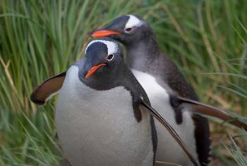 Gentoo Penguin in the grass, Cooper Baby, South Georgia, Antarctica | Obraz na stenu