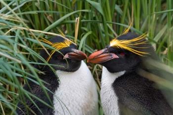 Macaroni Penguin, Cooper Baby, Antarctica | Obraz na stenu