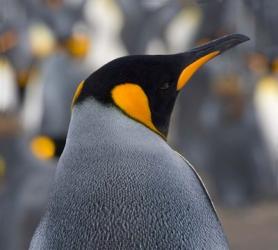 King Penguin, Salisbury Plain, South Georgia, Antarctica | Obraz na stenu