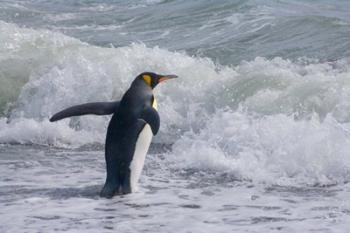 King Penguin, Salisbury Plain, South Georgia | Obraz na stenu