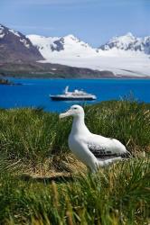 Snowy Wandering Abatross bird, Prion Island, South Georgia | Obraz na stenu