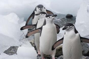 Four Chinstrap Penguins, Antarctica | Obraz na stenu