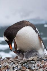 Gentoo Penguins, Neko Harbor, Antarctica | Obraz na stenu