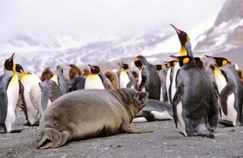 Southern Elephant Seal weaned pup in colony of King Penguins | Obraz na stenu