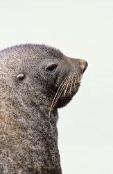 Close up of Antarctic Fur Seal, South Georgia, Sub-Antarctica | Obraz na stenu