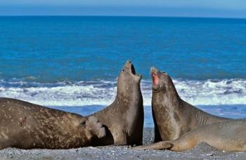 Fighting Elephant Seal cows, South Georgia | Obraz na stenu