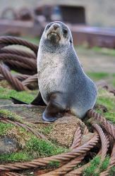 Antarctic Fur Seal sitting on ropes, South Georgia, Sub-Antarctica | Obraz na stenu