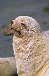 White Seal, South Georgia, Sub-Antarctica | Obraz na stenu