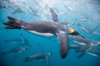 King Penguins Swimming in Right Whale Bay, South Georgia Island, Sub-Antarctica | Obraz na stenu