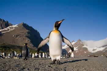 King Penguin, South Georgia Island | Obraz na stenu